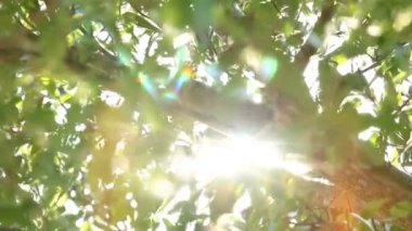 Güneş ışığıyla hareket eden ağaç yaprakları, Chiangmai Tayland