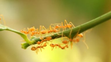 Chiangmai Tayland 'da ağaç dalına tırmanan karıncalar..