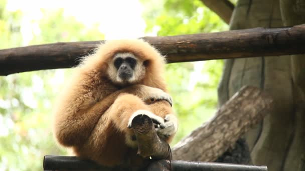 Gibbon Seduto Albero Thailandia — Video Stock