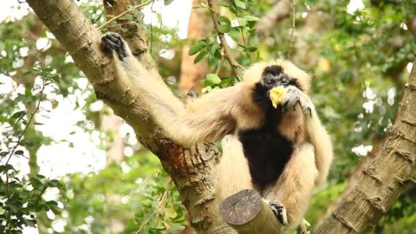 Gibbon Seduto Albero Thailandia — Video Stock