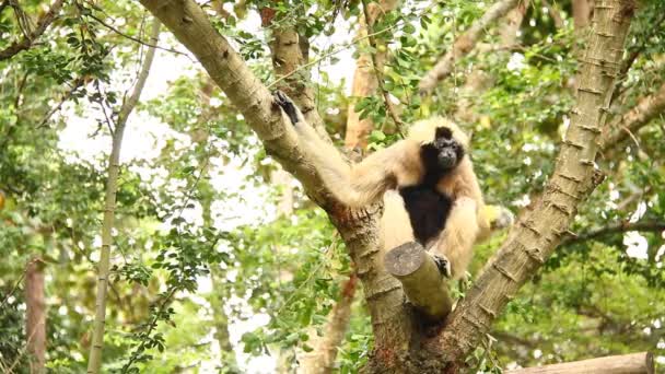 Gibbon Seduto Albero Thailandia — Video Stock