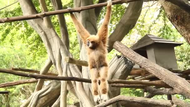 Gibbon Κάθεται Στο Δέντρο Στην Ταϊλάνδη — Αρχείο Βίντεο