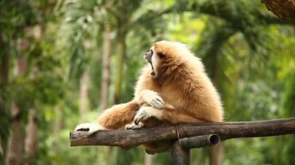 Gibbon Κάθεται Στο Δέντρο Στην Ταϊλάνδη — Αρχείο Βίντεο