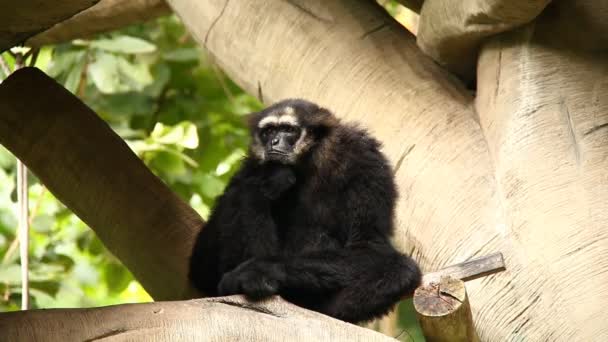 Gibbon Zittend Boom Thailand — Stockvideo