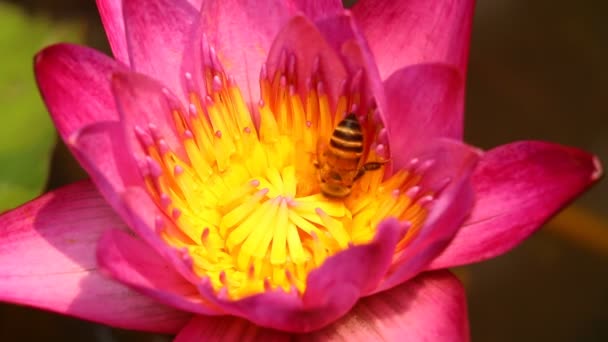 Bijen Eten Stuifmeel Van Bloemen Het Veld Provincie Chiangmai Thailand — Stockvideo