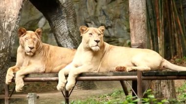 Aslan Chiangmai Tayland 'da uzandı.