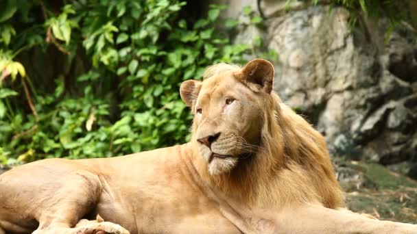 Big Male Lion Lay Chiangmai Thailand — Stock Video