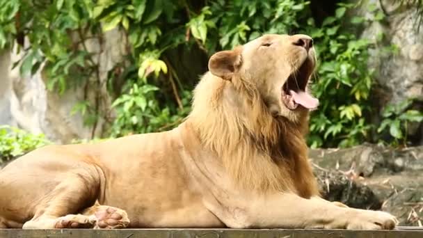 Lion Lay Chiangmai Thailand — Stock Video