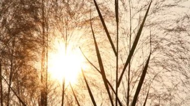 Siluet yapraklı güneş ışını, Chiangmai Tayland