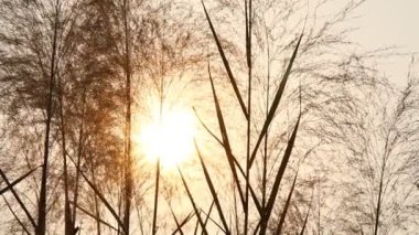 Siluet yapraklı güneş ışını, Chiangmai Tayland