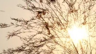 Siluet yapraklı güneş ışını, Chiangmai Tayland
