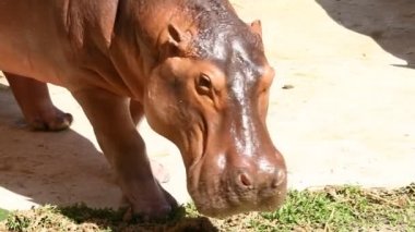Chiangmai Tayland 'da çim yiyen su aygırı.