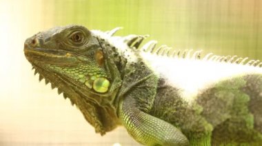 Iguana ağaç dalı, Chiangmai Tayland
