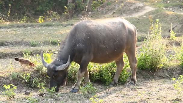 泰国水牛在田里 泰国清迈 — 图库视频影像