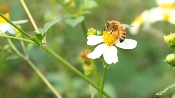 Včely Jedí Pyly Květin Poli Provincie Chiangmai Thajsko — Stock video