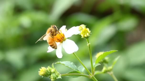 Μέλισσα Τρώει Γύρη Του Λουλουδιού Στο Πεδίο Επαρχία Chiangmai Ταϊλάνδη — Αρχείο Βίντεο