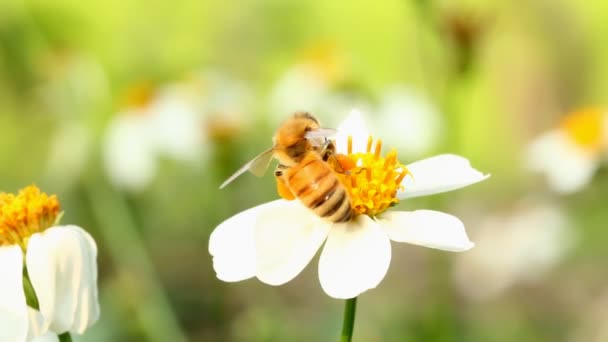 Méhevő Virágpor Területen Chiangmai Tartomány Thaiföld — Stock videók