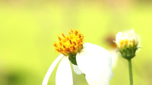 Bijen Eten Stuifmeel Van Bloemen Het Veld Provincie Chiangmai Thailand — Stockvideo