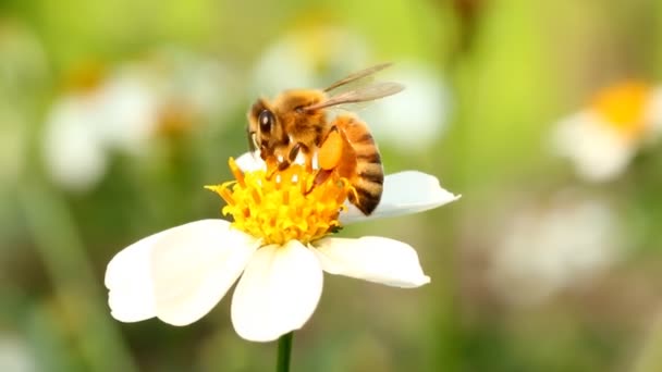 Abeja Que Come Polen Flores Campo Provincia Chiangmai Tailandia — Vídeos de Stock