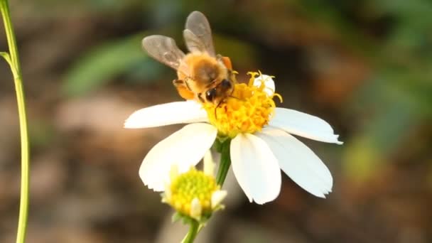 Lebah Makan Serbuk Sari Bunga Lapangan Provinsi Chiangmai Thailand — Stok Video