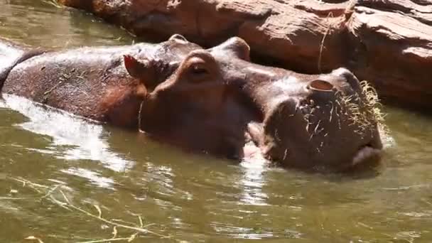 Hippopotame Manger Herbe Chiangmai Thaïlande — Video