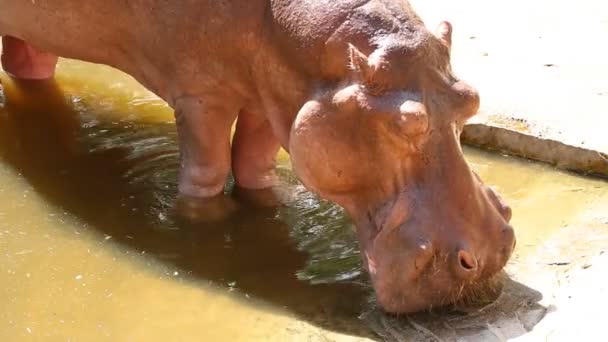 Hipopotam Jedzący Trawę Chiangmai Tajlandia — Wideo stockowe