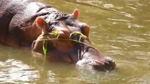 Hipopotam Jedzący Trawę Chiangmai Tajlandia — Wideo stockowe