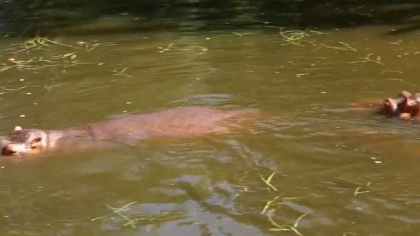 Hippopotamus Eating Grass Chiangmai Thailand — Stock Video