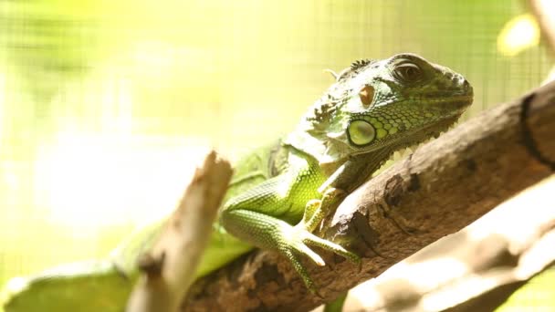 Iguana Holding Tree Branch Chiangmai Thailand — 图库视频影像