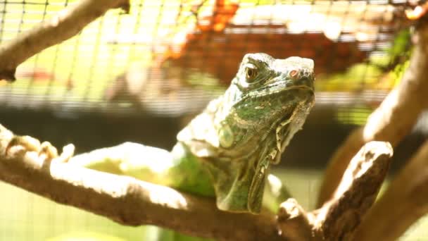 Iguana Holding Tree Branch Chiangmai Thailand — Stock Video