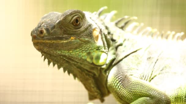 Iguana Holding Tree Branch Chiangmai Thailand — Stock Video