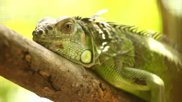 Iguana Holding Tree Branch Chiangmai Tailândia — Vídeo de Stock