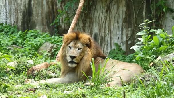 ライオンはタイに横たわっている — ストック動画