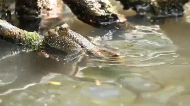 Çamur kaptanı, Chiangmai Tayland 'da gölette yatıyor.
