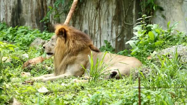 Lion Lays Thailand — Stock Video