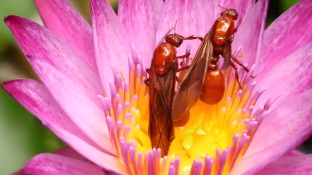 Pszczoła Różowy Lotos Stawie Zewnątrz Chiangmai Tajlandia — Wideo stockowe