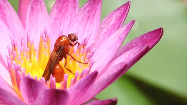 Abeille Lotus Rose Dans Étang Extérieur Chiangmai Thaïlande — Video