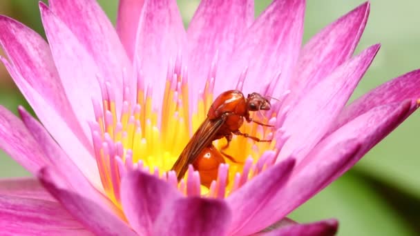 Včela Růžový Lotos Rybníku Venkovní Chiangmai Thajsko — Stock video