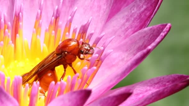 Včela Růžový Lotos Rybníku Venkovní Chiangmai Thajsko — Stock video