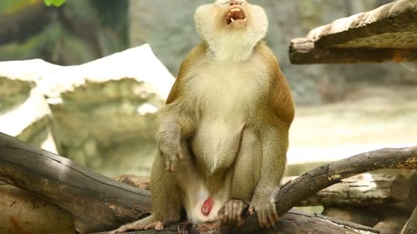 치앙마이에 원숭이 — 비디오
