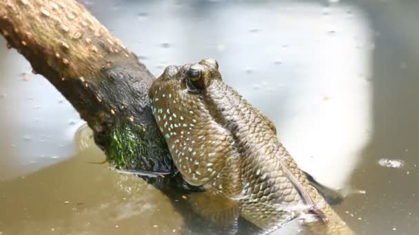 Mudskipper Που Στη Λίμνη Chiangmai Ταϊλάνδη — Αρχείο Βίντεο