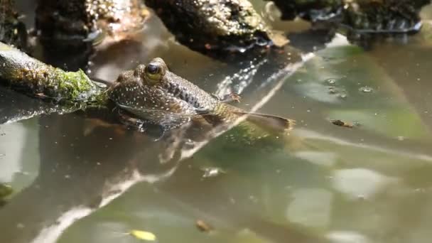 Mudskipper Laying Pond Chiangmai Thailand — Stock Video