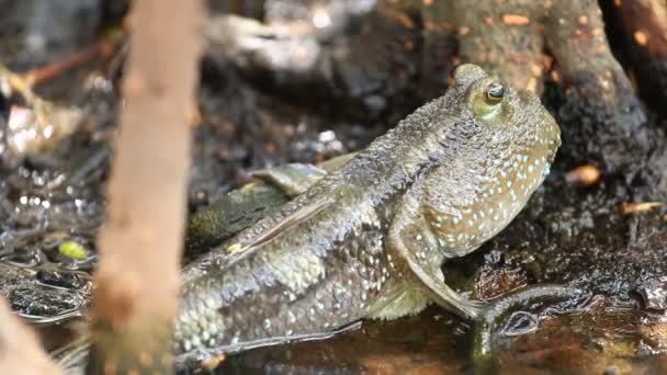 Mudskipper Που Στη Λίμνη Chiangmai Ταϊλάνδη — Αρχείο Βίντεο