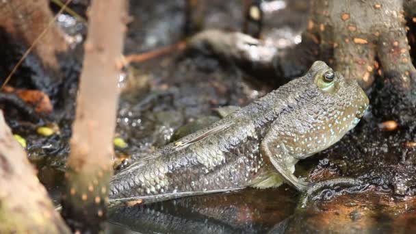 Mudskipper Που Στη Λίμνη Chiangmai Ταϊλάνδη — Αρχείο Βίντεο