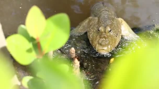 Mudskipper Laying Pond Chiangmai Thailand — Stock Video