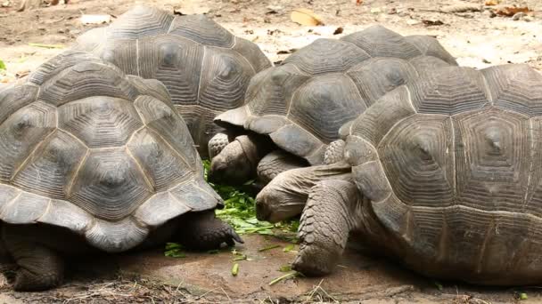 Stor Sköldpadda Chiangmai Thailand — Stockvideo