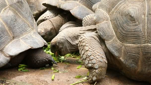Большая Черепаха Чиангмае — стоковое видео