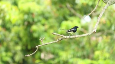 Kuşlar ağaç dalını tutuyor, Chiangmai Tayland 'ın dışında.