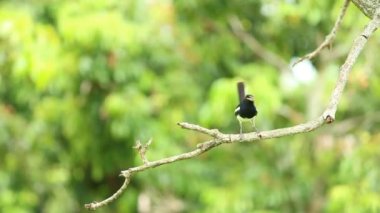Kuşlar ağaç dalını tutuyor, Chiangmai Tayland 'ın dışında.