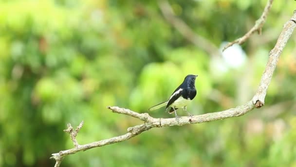 Burung Memegang Cabang Pohon Luar Pintu Chiangmai Thailand — Stok Video